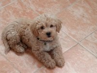 Maltipoo Yavru