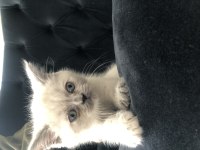 Boncuk göz british longhair