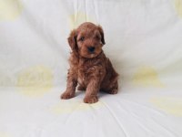 Maltipoo yavrularım orijinal teacup
