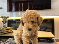 Erkek 2 Aylık Maltipoo