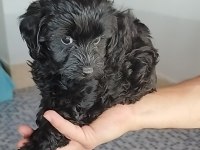 Siyah lekesiz toy poodle yavrularımız