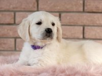Golden Retriever Yavrular İçin Ulaşabilirsiniz