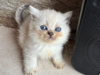 Orijinal british shorthair bebeklerimiz