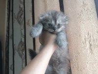 Kediler Çok Çok Uyguna Gidiyorlar