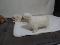 Maltese Yavrular