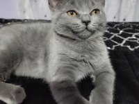 British shorthair yavrularımıza yuva arıyoruz