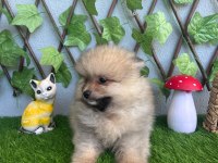 POMERANİAN YAVRULARIMIZ