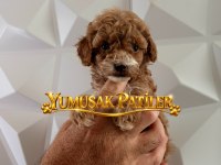 Orijinal Toy Poodle
