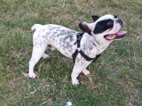 Oğlumuza eşleştirmeye güzel köpek lazım