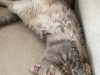 Scottish Fold Ve British Shorthair