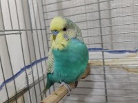 BAKIMLI TEMİZ MUHABBET KUŞU