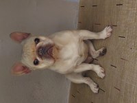 Oyuncu İnsan Canlısı Safkan Cream French Bulldog Acil
