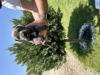 ÜST KALİTE ORİJİNAL CANE CORSO YAVRULAR