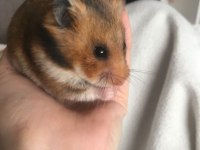 HAMSTER-GONZALES YAVRULARIMIZ HERYERE GÖNDERİM