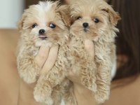 Maltipoo Prensesler