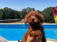 2 Aylık Dişi ve Erkek Red Toy Poodle Yavru Karma Aşılı