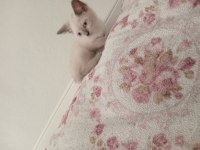 Kedi anne scottish baba british