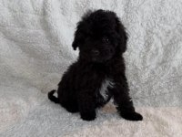Black yorkshire terrier