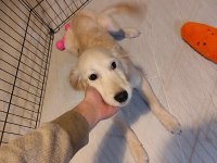 4.5 aylık dişi acil eğitimli golden retriever yavrum