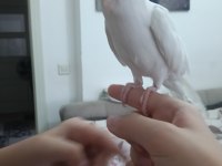 Erkek yavru sultan papağanı ile takas olunur