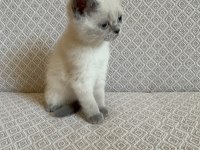 Scottish fold ve british shorthair yavrularımız