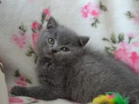 British shorthair yavruları