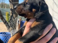 A Kalite Safkan Doberman Yavruları