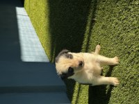 Dünyanın en zeki köpek ırkı