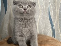 45 günlük erkek scottish fold (kırık kulak)