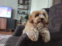 Maltipoo bebekler