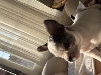 5 AYLIK DİŞİ EĞİTİMLİ FRENCH BULLDOG