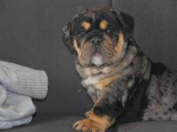 SİTENİN EN RENKLİ EN MÜTEVAZİ BULLDOG ŞEKERLERİ