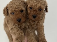 TÜY DÖKMEYEN KOKU YAPMAYAN TOY POODLE