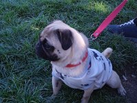 Sahibinden dişi pug