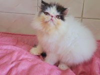 Full şecereli şampiyon kan hattı exotic shorthair snoppy
