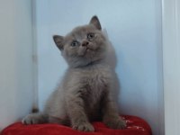Sevimli british shorthair yavrularımız yeni yuvasını arıyor