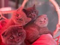 Scottish Fold bebeklerimiz