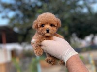 Toy Poodle Bebekler Referans Yavru