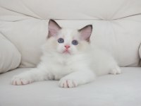 Full şecereli ragdoll yavruları
