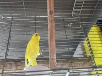 Lutino çek kırması dişi muhabbet
