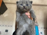 Scottish fold ve Straight GRİ