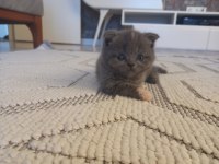 Yaz şekerleri scottish fold