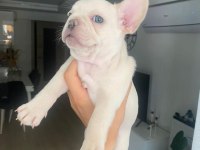 French bulldog platinium