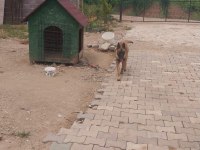 Belçika kurdu 5 aylık dişi