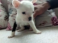 Fransız buldog yavrular