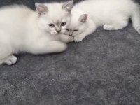 British Shorthair Güzelliklerim Teslime Hazır