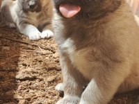 ORJİNAL KANGAL KÖPEĞİ YAVRULAR