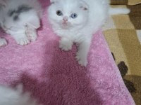 Küçük Scottish Fold Minnoşum