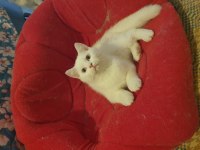 Harika Güzellikte Bembeyaz British Shorthair Yavrular