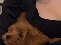 Maltipoo bebek
